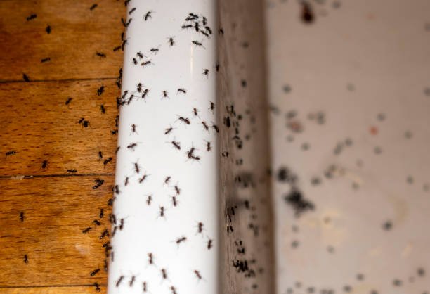 Best Pest Removal Services  in North Logan, UT