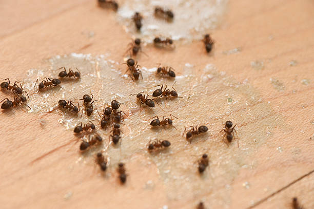 Best Cockroach Control Services  in North Logan, UT